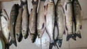 海韻小玲瓏鯽魚竿超輕超細(xì)37調(diào)魚竿手竿碳素長節(jié)臺(tái)釣竿釣魚竿漁具 2.7m 升級(jí)版送竿稍（無禮品 默認(rèn)項(xiàng) 曬單實(shí)拍圖