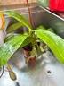 花翁豬籠草盆栽捕蠅草食蟲(chóng)草植物驅(qū)蚊蟲(chóng)綠植（6-8個(gè)籠子）源頭直發(fā) 曬單實(shí)拍圖