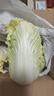 云南高山娃娃菜新鮮當(dāng)季娃娃菜3顆裝新鮮蔬菜生鮮 新鮮娃娃菜1*(3棵)*1包 曬單實拍圖