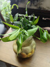 水培竹柏驅蚊植物盆栽客廳臥室陽(yáng)臺綠植辦公室桌面花卉四季常青 竹柏10株（不含盆） 曬單實(shí)拍圖