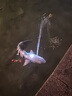 遙控鯊魚(yú)玩具高級黑科技可潛水男孩仿真巨齒大白鯊六一兒童節禮物 遙控藍色噴水鯊魚(yú) 曬單實(shí)拍圖