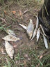 龍王恨魚餌新品果色天香百果香型開口料野釣鯽鯉鳊魚通殺餌料  260g 曬單實拍圖
