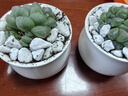 沭之美多肉植物肉肉室內(nèi)桌面盆栽 姬玉露+小米缸陶瓷盆 2盆 源頭直發(fā) 曬單實(shí)拍圖