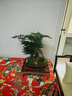 瀚林怡景（HANLINYIJING）文竹盆栽山水盆景植物室內客廳桌面辦公室綠植花卉云竹四季常青 文竹-紫砂盆-木座 曬單實拍圖