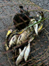 折疊鋼絲魚護(hù)魚簍網(wǎng)兜漁護(hù)漁網(wǎng)裝魚金屬不銹鋼鐵絲魚籠編織魚戶漁永記 大號(hào) 直徑35cm【帶失手繩】 曬單實(shí)拍圖