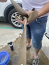 刷鑫寶安全帶清洗劑清洗安全帶專用內(nèi)飾強(qiáng)力去污用品布織物座椅頂棚清潔 汽車安全帶清洗免洗 256ml 1瓶 安全帶清洗神器 曬單實拍圖