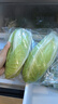 威廉農(nóng)場(chǎng)羅馬生菜心 羅馬菜心 菜心 蔬菜  Romaine Lettuce (big) 500g 500g 曬單實(shí)拍圖