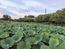 云上山溪昆侖雪菊胎菊 正宗新疆特產(chǎn)特野生地級(jí)天山血菊150g菊花茶養(yǎng)生茶 曬單實(shí)拍圖