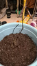 藍寶石葡萄樹(shù)苗盆栽矮化不爬藤南北方易種植當年結果室內外包成活 111cm(含)-140cm(含) 藍寶石【純甜無(wú)籽】矮化分枝15年 曬單實(shí)拍圖