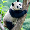 迪士尼童鞋男童卡通運動鞋旋紐扣網(wǎng)面網(wǎng)鞋透氣休閑鞋DM2331S 藍色  28  曬單實拍圖