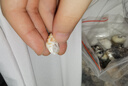 藍海精靈天然海螺 超大豆丁寄居蟹專(zhuān)用替換備用殼 魚(yú)缸造景三湖虎魚(yú)躲避 套餐B：250g海螺約80只口徑0.5-2.5cm 曬單實(shí)拍圖
