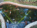 康卿（KANGQING）魚池撇渣器魚缸過(guò)濾器改面吸底吸落葉過(guò)濾凈水循環(huán)水面油膜處理器 帶水泵150W+適用水深40-60厘米 曬單實(shí)拍圖
