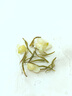 樂品樂茶茉莉飄雪茉莉花茶葉冷泡特級濃香碧螺春2025新茶橫縣新茶綠茶250g 曬單實拍圖