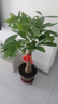 臨雅的花園大型發(fā)財(cái)樹盆栽室內(nèi)客廳招財(cái)高級(jí)感落地喬遷之喜懶人好養(yǎng)活風(fēng)水樹 獨(dú)桿發(fā)財(cái)樹1-1.2米+福字盆 曬單實(shí)拍圖