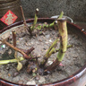 新品濃香型玫瑰花苗盆栽花卉綠植陽臺庭院室內(nèi)外老根耐寒四季開花 蘇格紅綠玫瑰 精品老樁2棵（四季開花濃香） 曬單實(shí)拍圖