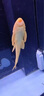 清道夫淡水清潔魚缸糞便熱帶冷水耐活觀賞爬巖鰍金苔鼠除青苔除藻 黃清潔魚5-6厘米2條 曬單實拍圖