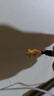 中國黃金（CHINA GOLD）黃金項鏈男女款足金納福貔貅吊墜掛墜情人節(jié)生日禮物送女友愛人 納福貔貅吊墜【黑繩】 約1-1.1g 曬單實拍圖