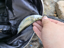 達(dá)億瓦（DAIWA）一擊 輕量鯉魚鯽魚草魚羅非 進(jìn)口魚竿手桿 輕硬挺 休閑臺釣 一擊F 54.K（綜合） 曬單實拍圖
