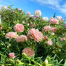 重瓣太陽花盆栽苗大花帶根帶土四季開花植物室內(nèi)室外好養(yǎng)花卉綠植 【混色】重瓣 30棵【帶根帶原土】 曬單實(shí)拍圖