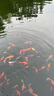 通威魚飼料50斤裝浮水顆粒高蛋白草魚鯽魚鯉魚鳊魚金魚錦鯉觀賞魚 【33蛋白】漂浮料（粒徑：2毫米）整包50斤 曬單實拍圖