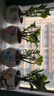 沙漠玫瑰花苗盆栽綠植重瓣四季花卉植物老樁室內(nèi)陽(yáng)臺(tái)盆景開(kāi)帶花苞 四年苗原盆原土 曬單實(shí)拍圖