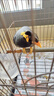 央科鷯哥鳥食飼料八哥食八哥飼料鷯哥食鳥糧抗拉稀型亮毛肥膘5斤裝 C型鷯哥食 曬單實(shí)拍圖