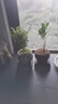 佰花錦小葉赤楠帶花盆植物辦公室內(nèi)四季常青客廳綠植盆栽茶臺(tái)桌面擺件 小葉赤楠+陶瓷墨綠盆+接水底座+苔蘚鋪面 10-20cm 曬單實(shí)拍圖