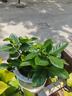 櫻霞綠植盆栽多肉花卉盆栽植物室內桌面水培綠植辦公室客廳植物懶人 梔子花（淡淡芳香） 曬單實(shí)拍圖