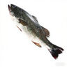 鮮活鱸魚400-500g/條 曬單實拍圖