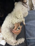 狗狗洗腳神器免擦清潔器免洗爪子底腳臭足部貓咪兔子寵物潔足泡沫 【進(jìn)門免洗 方便快捷】 曬單實(shí)拍圖