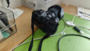尼康（Nikon） Z7II（Z72） 全畫(huà)幅微單相機(jī) 【國(guó)家補(bǔ)貼】 Z7二代專業(yè)數(shù)碼相機(jī) 支持4K高清Vlog視頻 z72 單機(jī) 【全新國(guó)行原廠包裝】 官方標(biāo)配（咨詢客服享優(yōu)惠） 曬單實(shí)拍圖