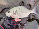 北溟魚(yú)日本磯釣竿北冥磯竿三號五號遠投竿魚(yú)竿手海兩用大導環(huán)滑瓢竿 日本碳素5號19調 高碳3.6米單竿+實(shí)心竿稍 曬單實(shí)拍圖