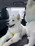 拉夫威爾弗格蘭狗狗胸背帶牽引繩小型犬ruffwear柴犬寵物狗背心胸背帶 鼠尾草綠/霧森綠 L/XL 曬單實拍圖