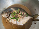 環(huán)球水產(chǎn)南海大規(guī)格金鯧魚550g1條 BAP認(rèn)證 海魚 生鮮魚類 火鍋 海鮮水產(chǎn) 曬單實拍圖