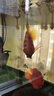 活體寵物熱帶觀賞魚黃鸚鵡黃金元寶黃財神發(fā)財魚中大型魚活體黃金鸚鵡包活 12-14cm黃財神幼崽1條 曬單實拍圖