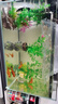 白云金絲魚(yú)大號觀(guān)賞魚(yú)冷水魚(yú)自來(lái)水養不死新手耐活小型繁殖組 1.5-2.1CM【5條】4條備損1條 曬單實(shí)拍圖