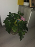 行湘水培綠植盆栽盆景桌面觀葉植物春羽3株30-35cm不含瓶 源頭直發(fā) 曬單實(shí)拍圖