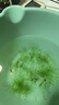 聽(tīng)白閣觀(guān)賞蝦活水族寵物蝦清潔蝦草缸除藻蝦工具蝦淡水蝦觀(guān)賞蝦運輸包損 大河藻蝦1只(1.5-2cm) 曬單實(shí)拍圖