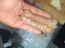 混元獸皮皮蝦肉鮮活熟凍500g冷凍蝦大號爬子肉 瀨尿蝦爬爬蝦富貴蝦海鮮 大號 2斤(凈重)  20-24只/斤 500g 曬單實拍圖