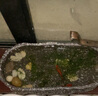 寵小帥古法養魚(yú)生態(tài)缸碗蓮青龍石淺缸陶瓷盆客廳辦公室桌面創(chuàng  )意仿古魚(yú)缸 陶瓷盆雪花灰【單盆】 31.5x15.4x6.9cm（小號） 曬單實(shí)拍圖