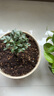 小葉紫檀盆栽盆景樹(shù)樁綠植物老樁室內客廳桌面綠植樹(shù)苗四季常青 獨桿小葉紫檀【原盆土】 曬單實(shí)拍圖