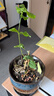 姜南 重瓣虎頭茉莉盆栽花卉陽臺植物室內(nèi)白茉莉三葉帶花苞觀花植物苗 虎頭茉莉2年苗 壯苗 曬單實(shí)拍圖