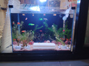 廣東黑殼蝦活體除藻魚(yú)套餐除藻蝦清潔蝦觀(guān)賞蝦草蝦魚(yú)缸活體免包郵 精選1.5厘米起大號10+10備損共20 曬單實(shí)拍圖
