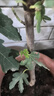 無(wú)花果樹(shù)苗 當年結果 地栽盆栽果樹(shù)苗南方北方庭院陽(yáng)臺種植室內外紅心 波姬紅無(wú)花果苗 無(wú)花果2厘米主干 不含盆 曬單實(shí)拍圖