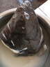 鮮拔頭籌鰈魚身蝶魚中段 格陵蘭深海鴉片魚頭比目魚進(jìn)口生鮮海鮮 大號(hào) 碟魚頭 1.4kg /4只 曬單實(shí)拍圖