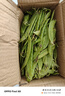 荷蘭豆新鮮蔬菜青豌豆甜脆豌豆苗四季豆扁豆當(dāng)季時(shí)令新鮮蔬菜 新鮮荷蘭豆帶箱3斤【農(nóng)家自種】 曬單實(shí)拍圖