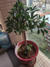 桂花樹苗四季桂盆栽大樹丹桂金桂庭院濃香型花卉植物室內(nèi)綠植開花 【四季桂】粗3cm高80-90厘米左右 曬單實拍圖