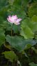 適馬（SIGMA）16-300mm F3.5-6.7 DC OS 半畫(huà)幅遠(yuǎn)攝高倍率變焦鏡頭 遠(yuǎn)攝變焦鏡頭 旅游家用風(fēng)光人像 一鏡走天下 佳能RF卡口 官方標(biāo)配【主圖配件+至高5年保修】 曬單實(shí)拍圖