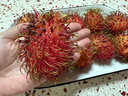 天涯尋鮮正宗海南保亭紅毛丹7號果 當季新鮮特色水果毛荔枝 甜蜜多汁 送禮 7號果 現摘現發(fā) 禮盒大果3斤【約30顆】【順豐空運】 曬單實(shí)拍圖