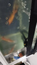 licheers羊絨棉魚缸過(guò)濾棉手撕加厚高密度生化棉水池養(yǎng)魚魔毯凈化過(guò)濾材料 曬單實(shí)拍圖